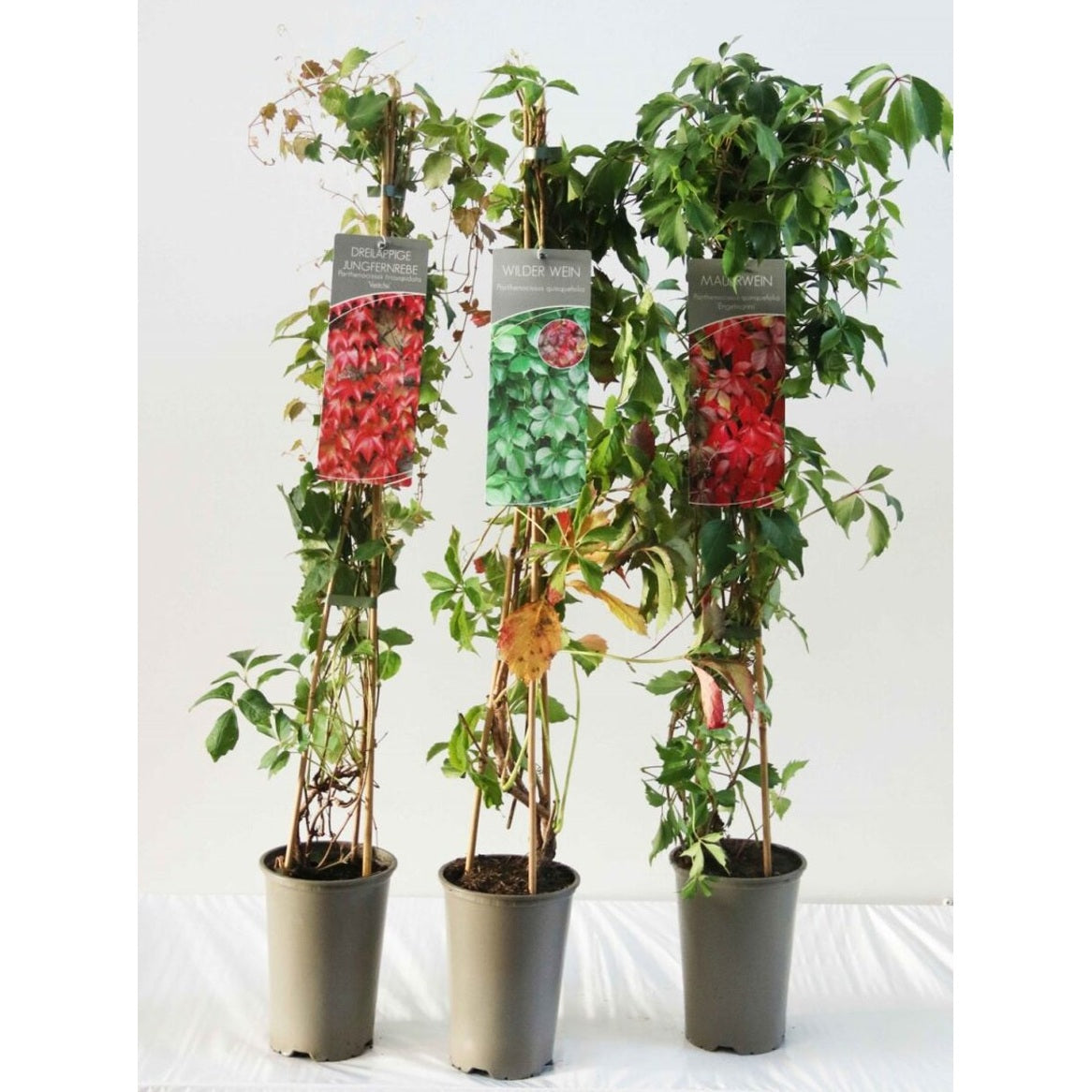 Klättervildvin – Parthenocissus tricuspidata 'Veitchii' - C2 60-80 CM Stick